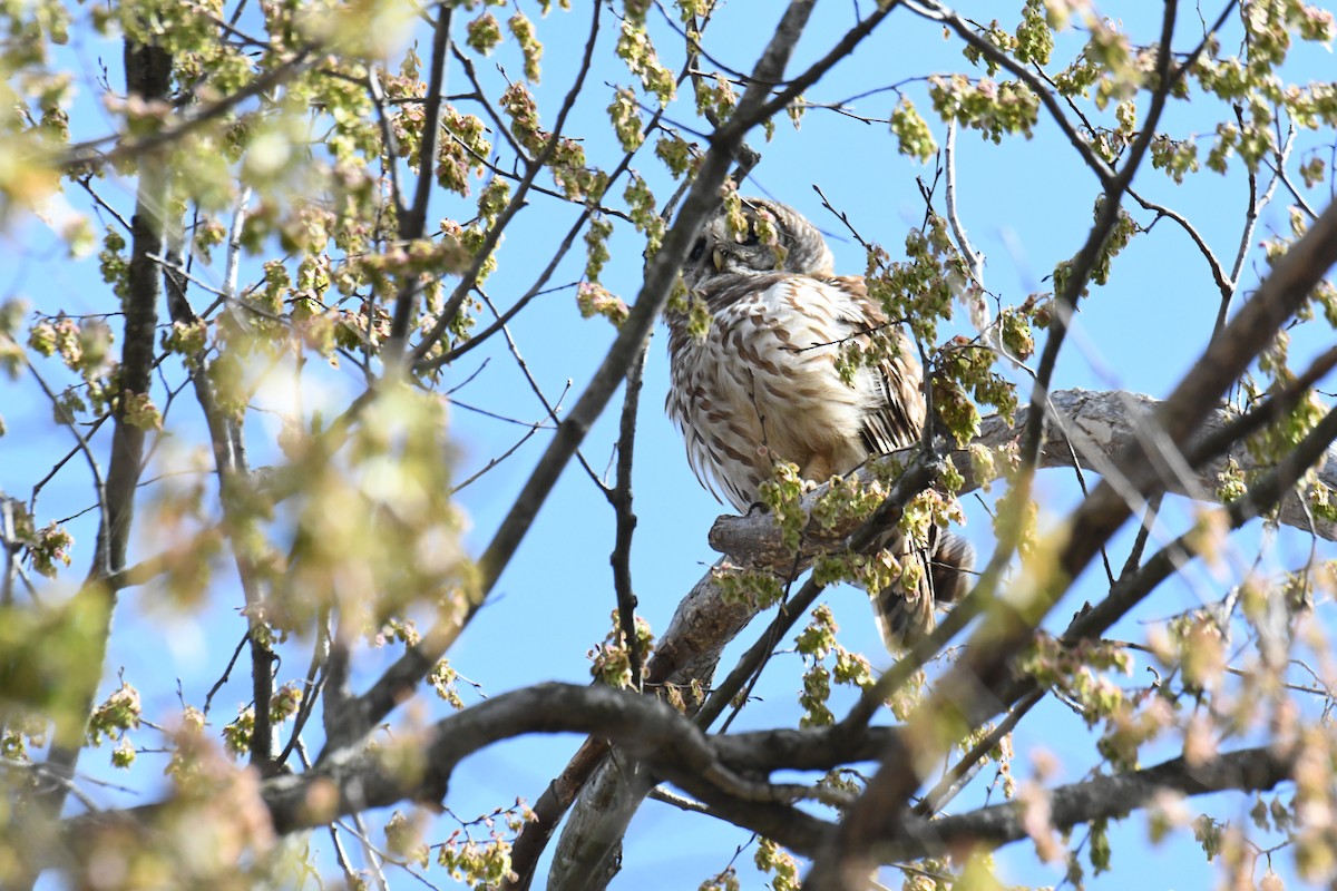 Barred Owl - ML629489095