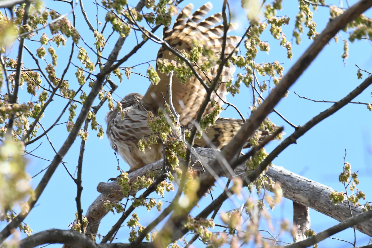 Barred Owl - ML629489096