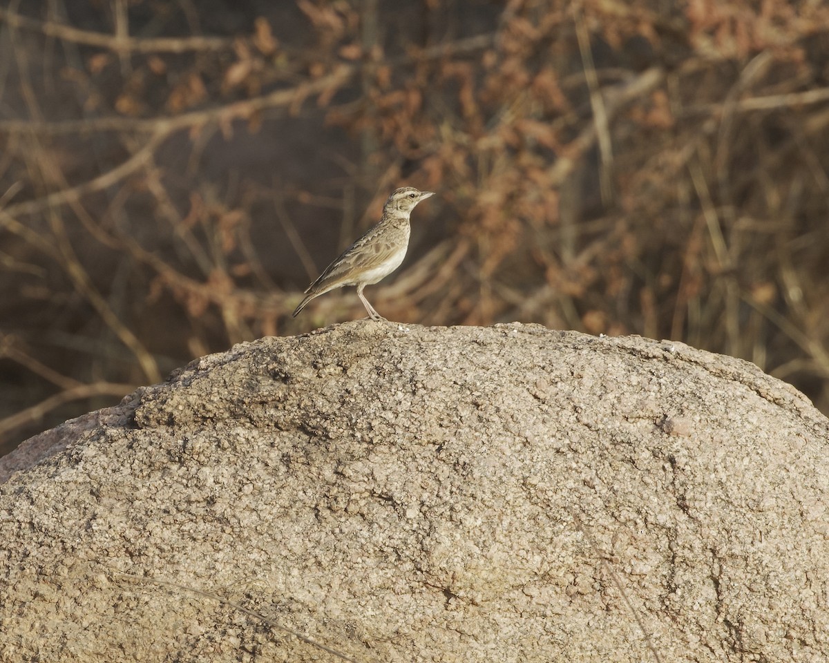 Sun Lark - ML629489181