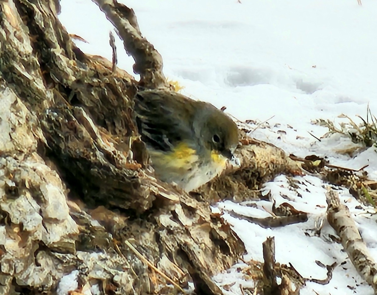 Yellow-rumped Warbler - ML629489192
