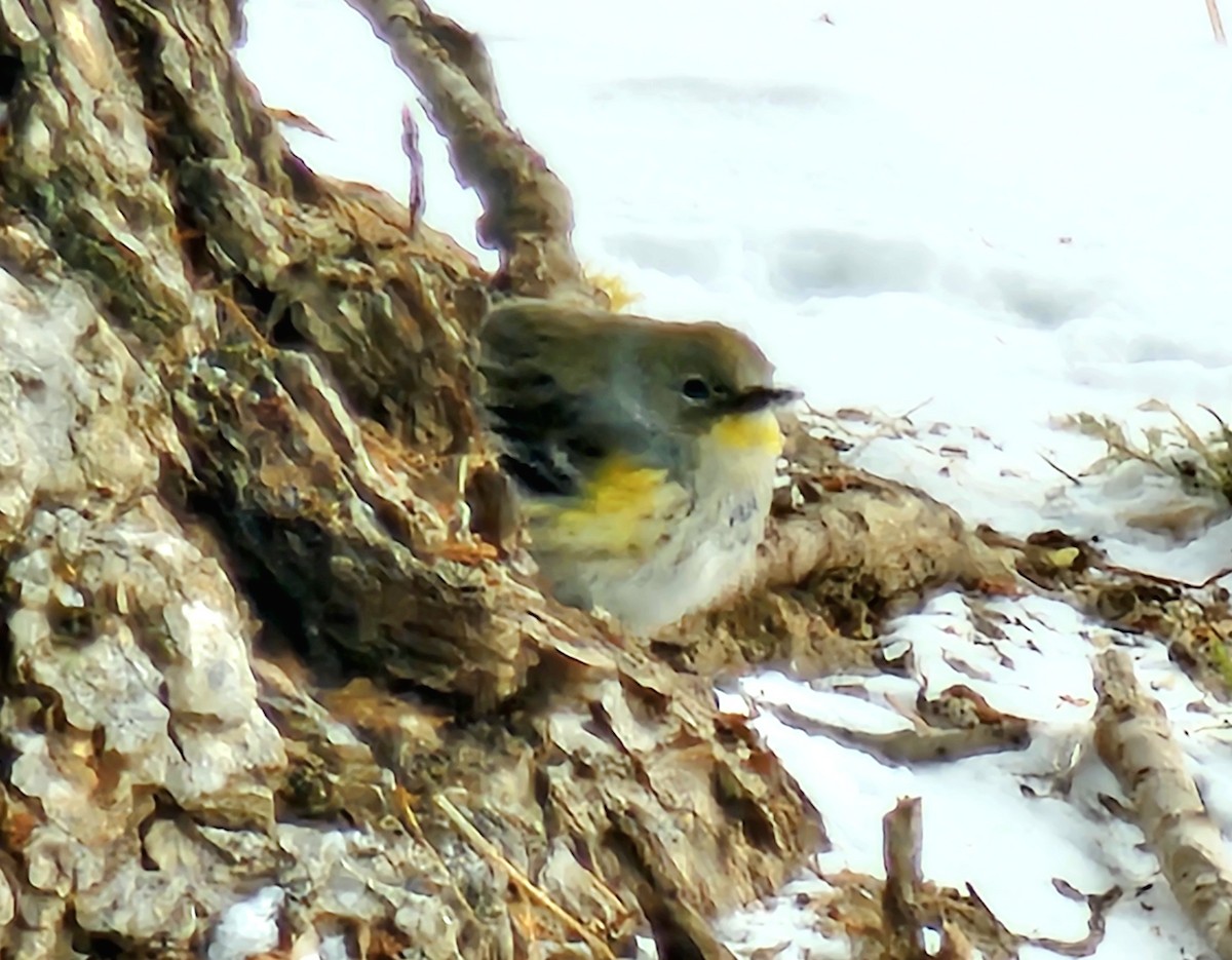Yellow-rumped Warbler - ML629489212
