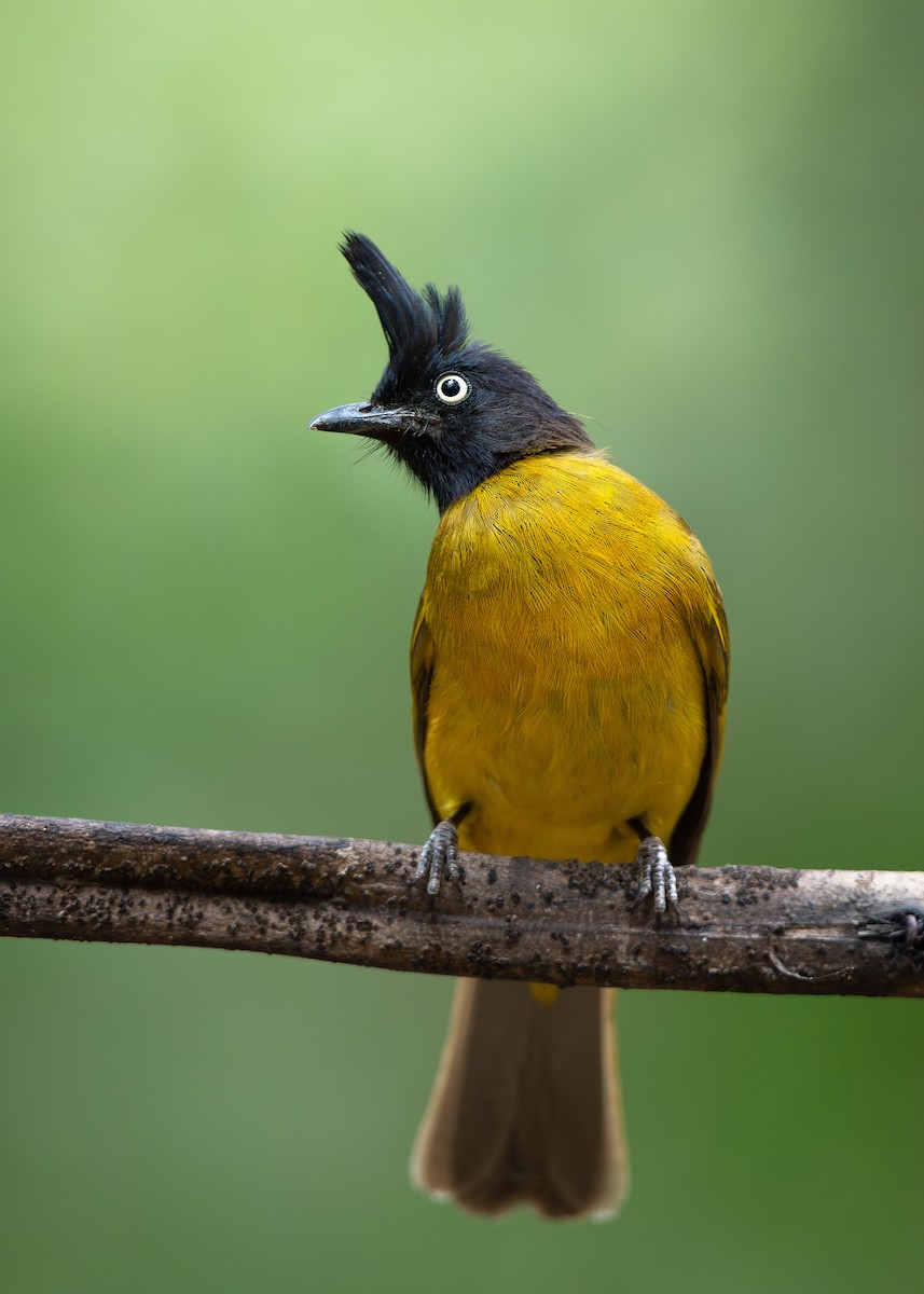 Black-crested Bulbul - ML629489674