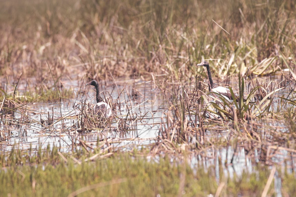 Ganso Urraca - ML629490020