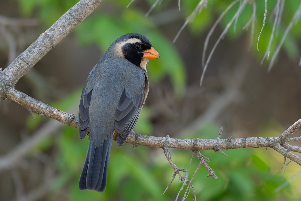 Golden-billed Saltator - ML629490328
