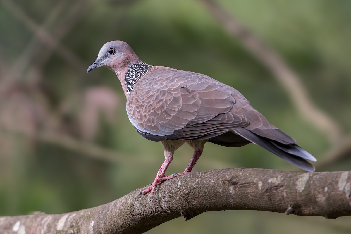 Spotted Dove - ML629490474