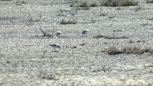 Red-necked Stint - ML629490499