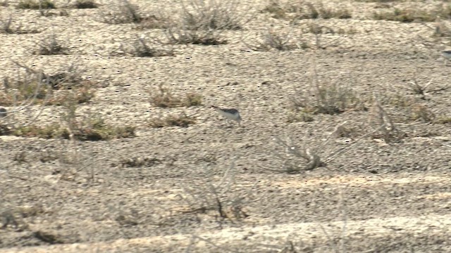 Red-necked Stint - ML629490501