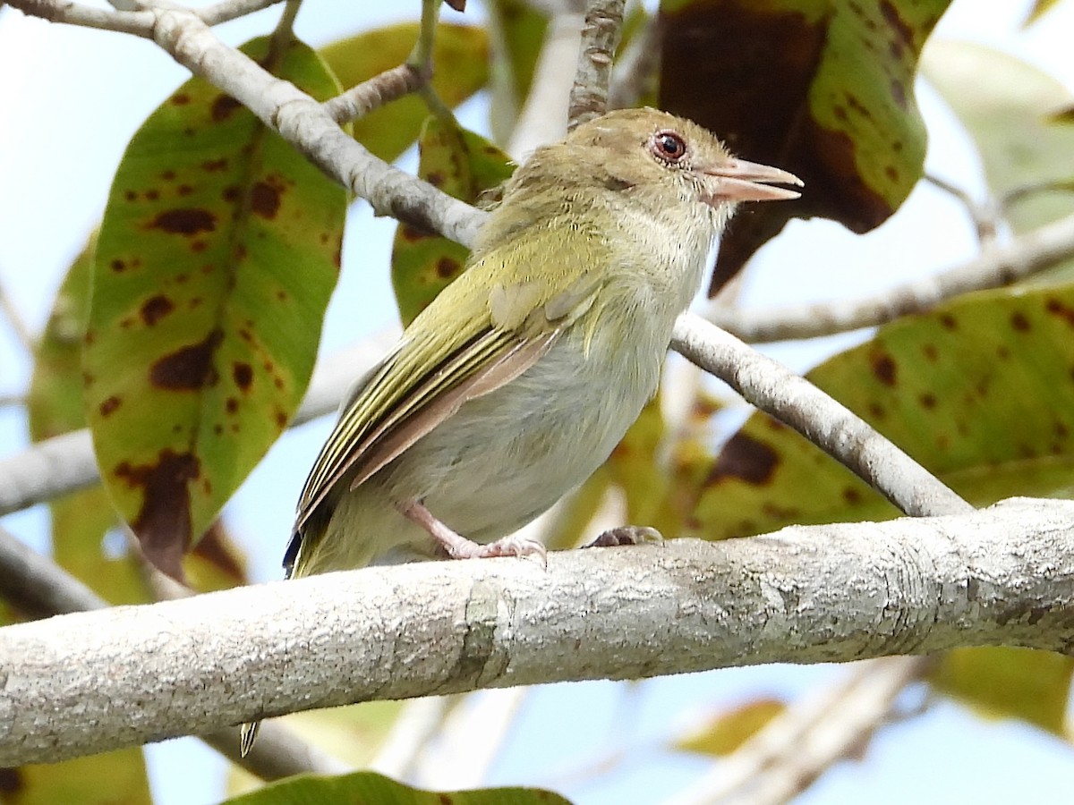 Brown-headed Greenlet - ML629490560