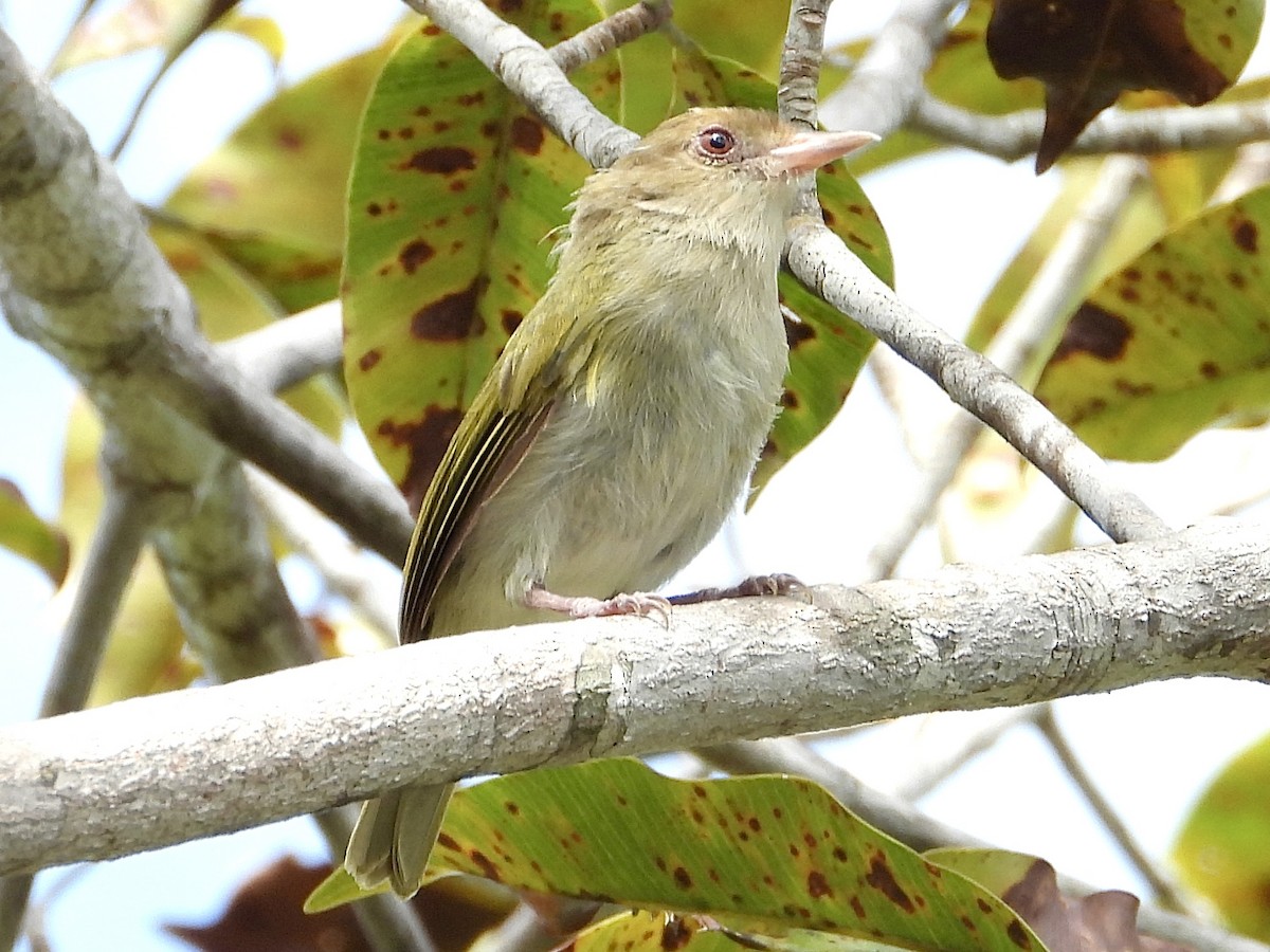Brown-headed Greenlet - ML629490561
