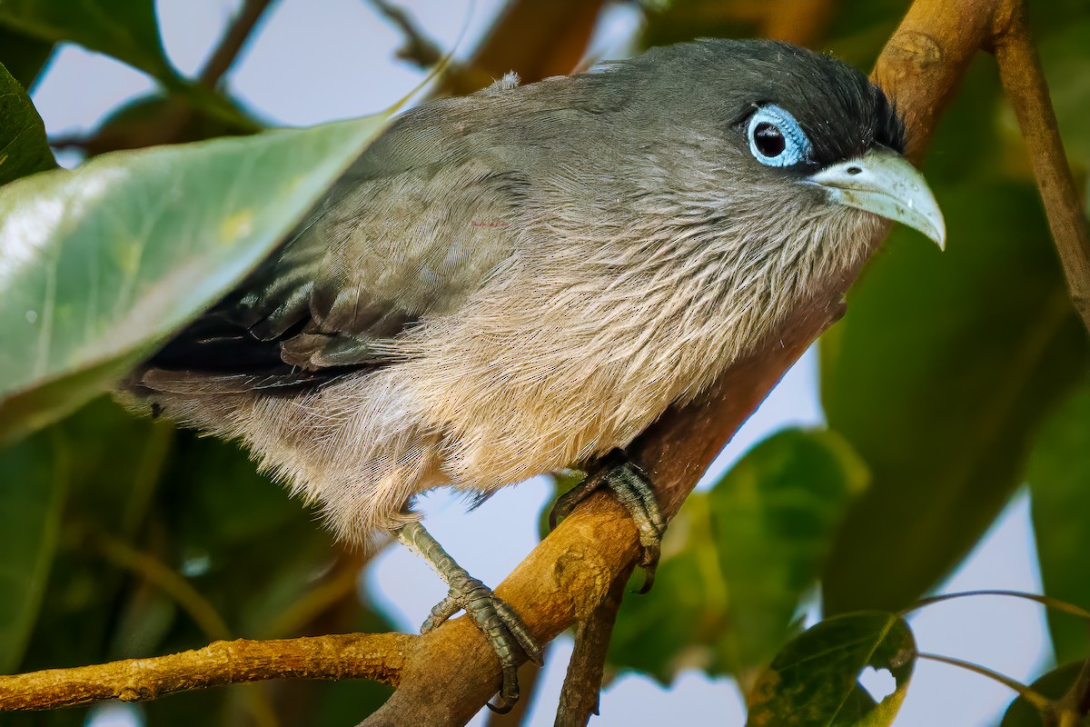 Blue-faced Malkoha - ML629490760