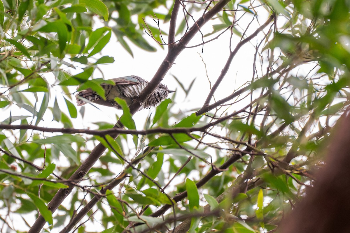 Shining Bronze-Cuckoo - ML629490812