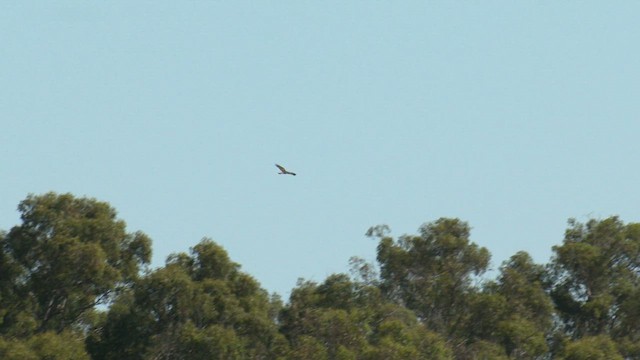 Swamp Harrier - ML629490909
