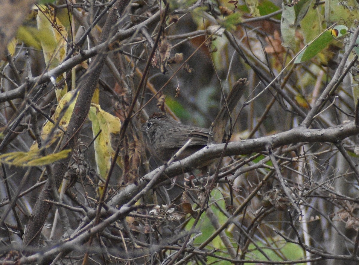 Rufous-crowned Sparrow - ML629490964