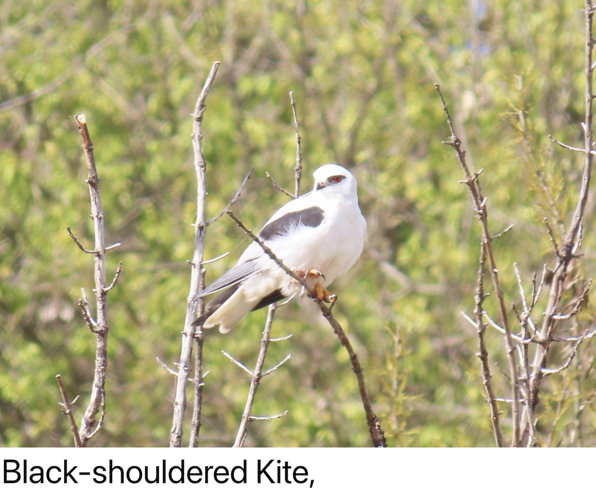 Black-shouldered Kite - ML629490996