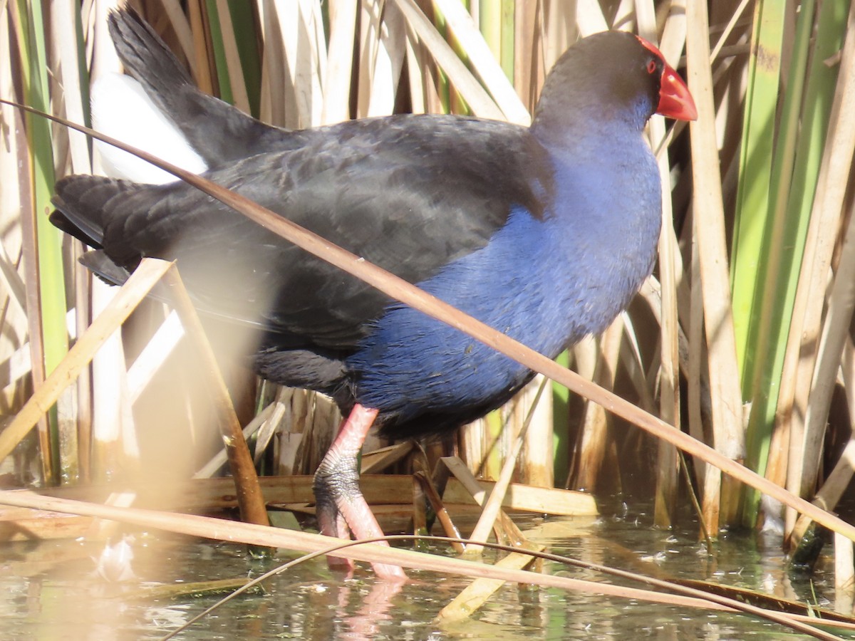 Australasian Swamphen - ML629491006