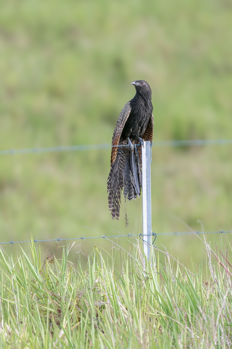 fasansporegjøk (phasianinus gr.) - ML629491060