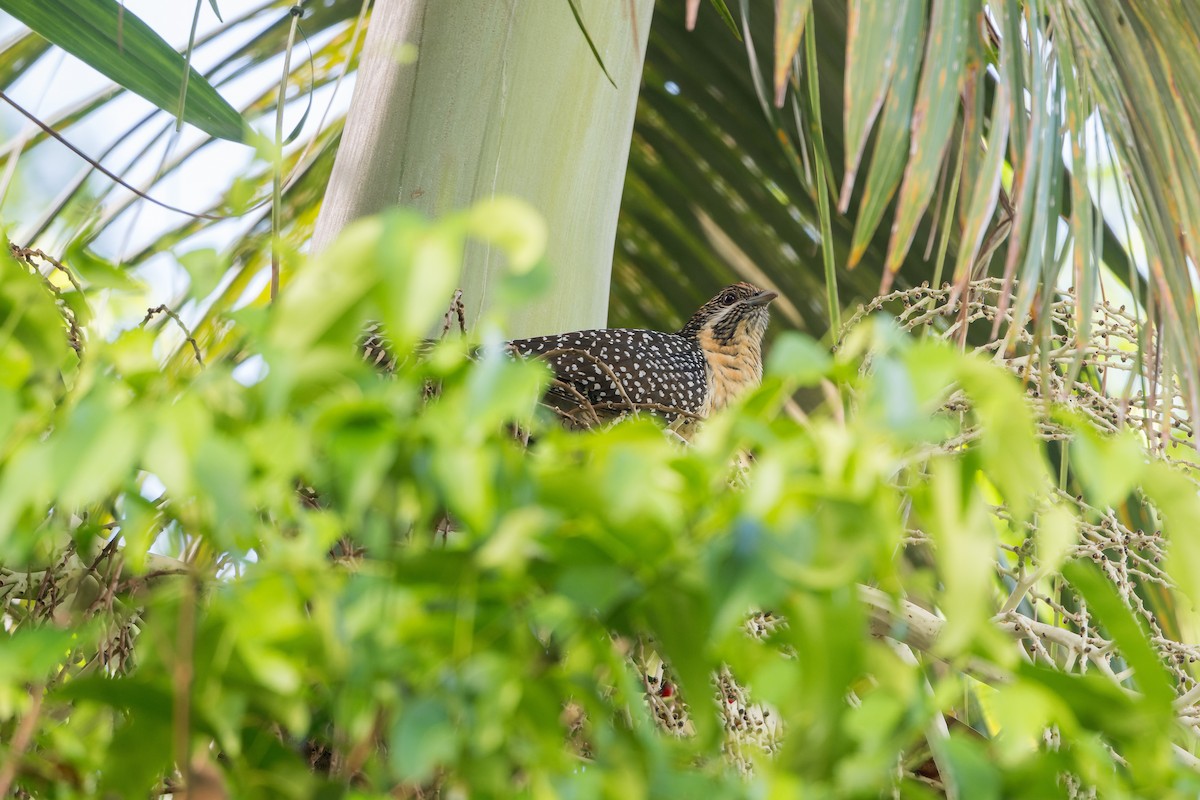 Pacific Koel (Australian) - ML629491208