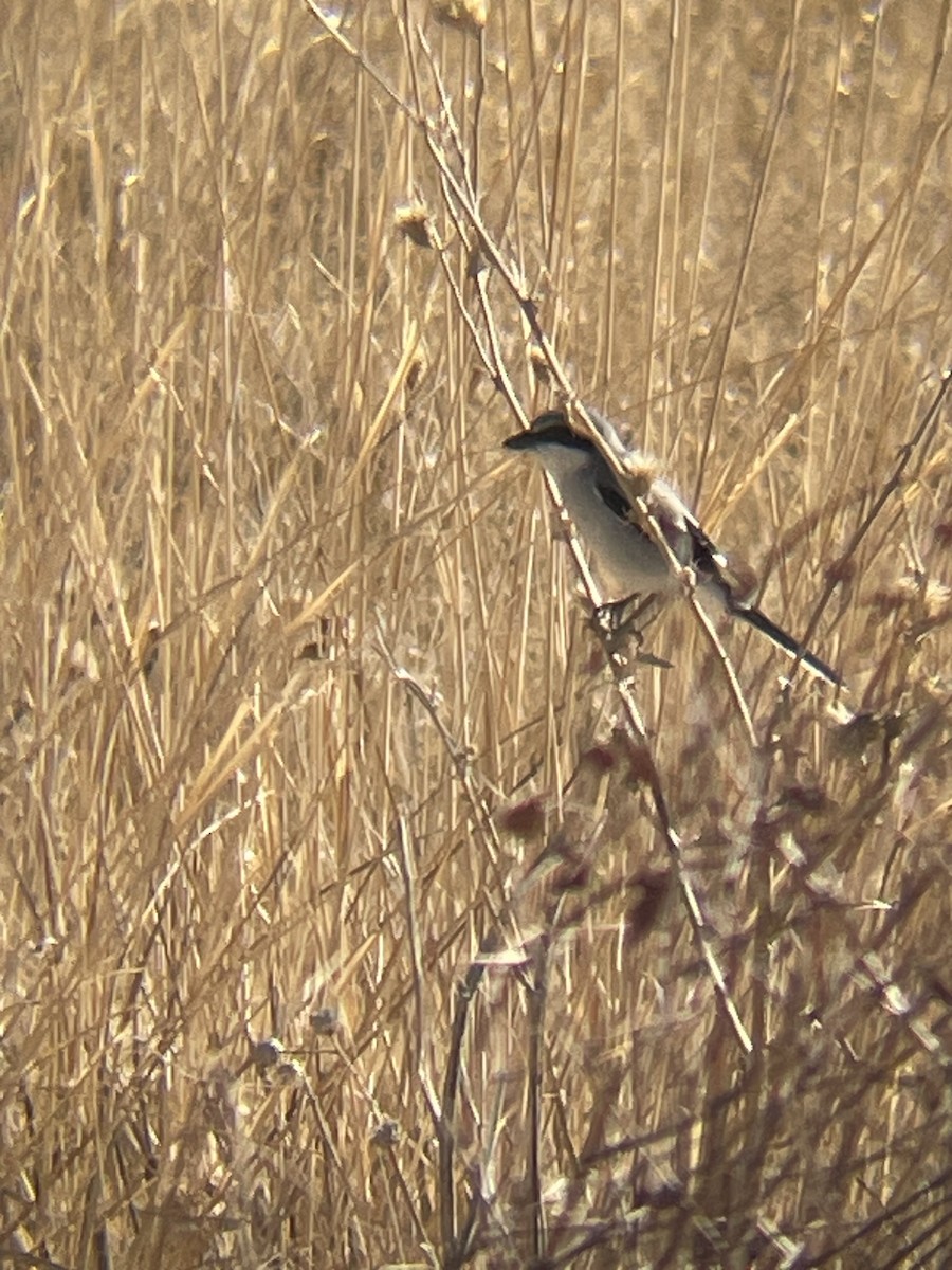 Loggerhead Shrike - ML629491284