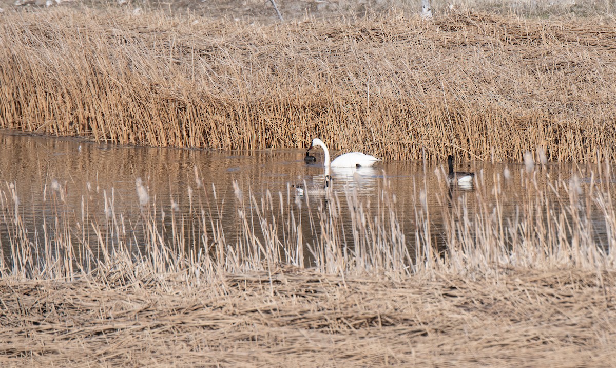 Trumpeter Swan - ML629491291