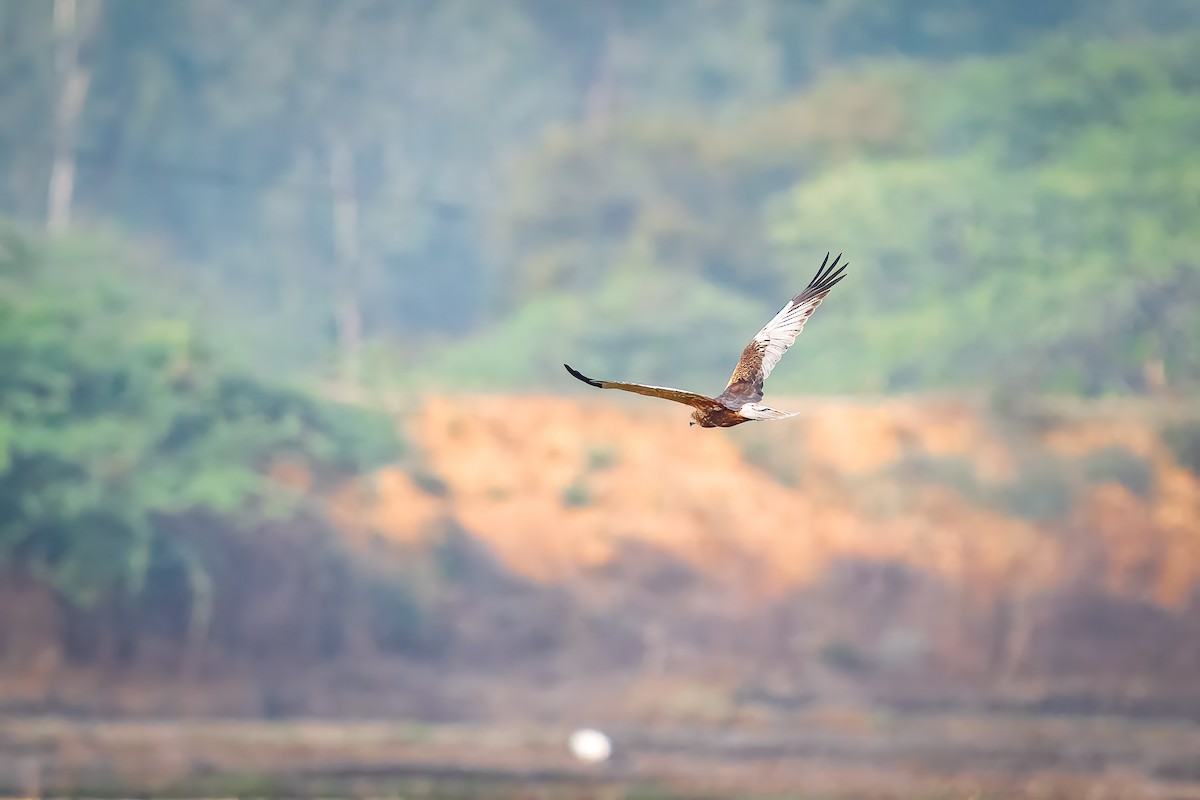 Western Marsh Harrier - ML629491490