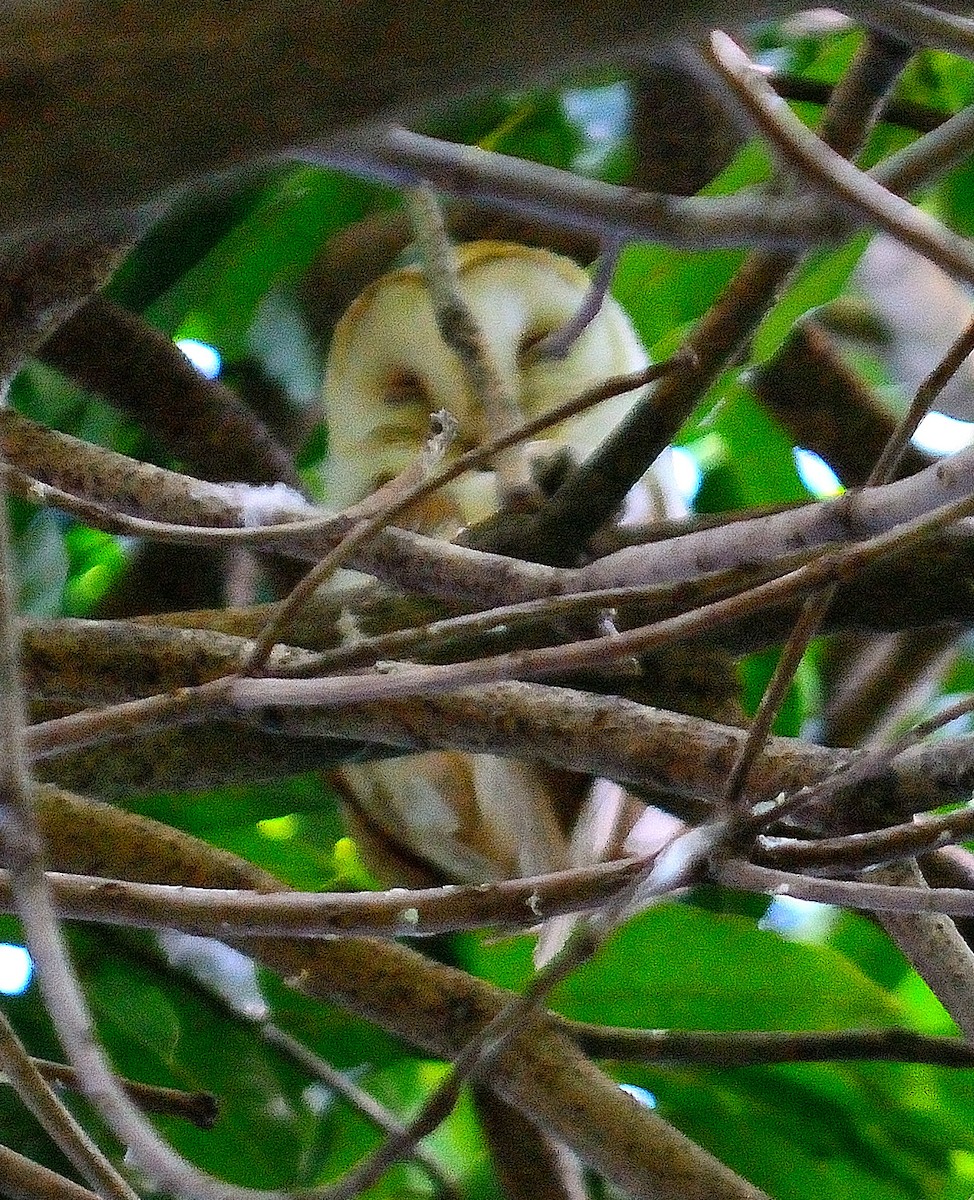 American Barn Owl (White-winged) - ML629491539