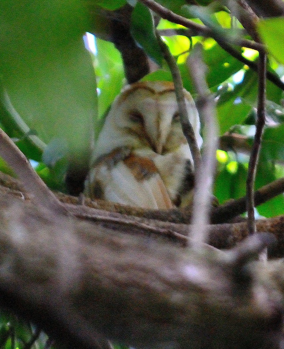 American Barn Owl (White-winged) - ML629491540