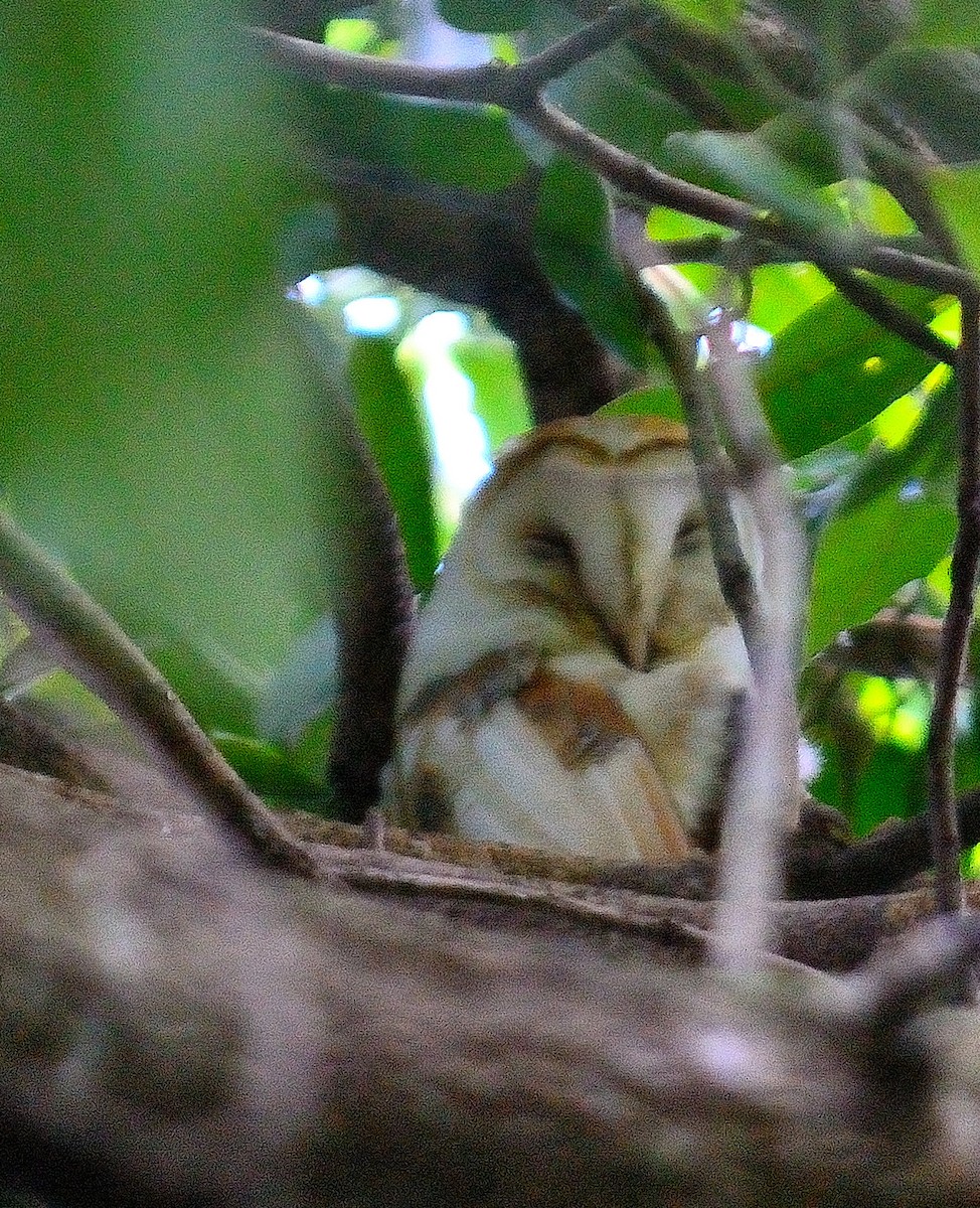 American Barn Owl (White-winged) - ML629491541