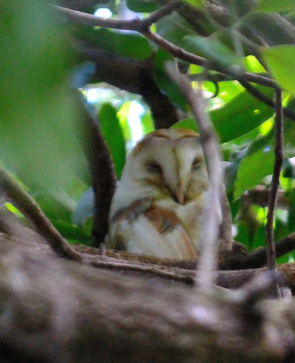 American Barn Owl (White-winged) - ML629491542