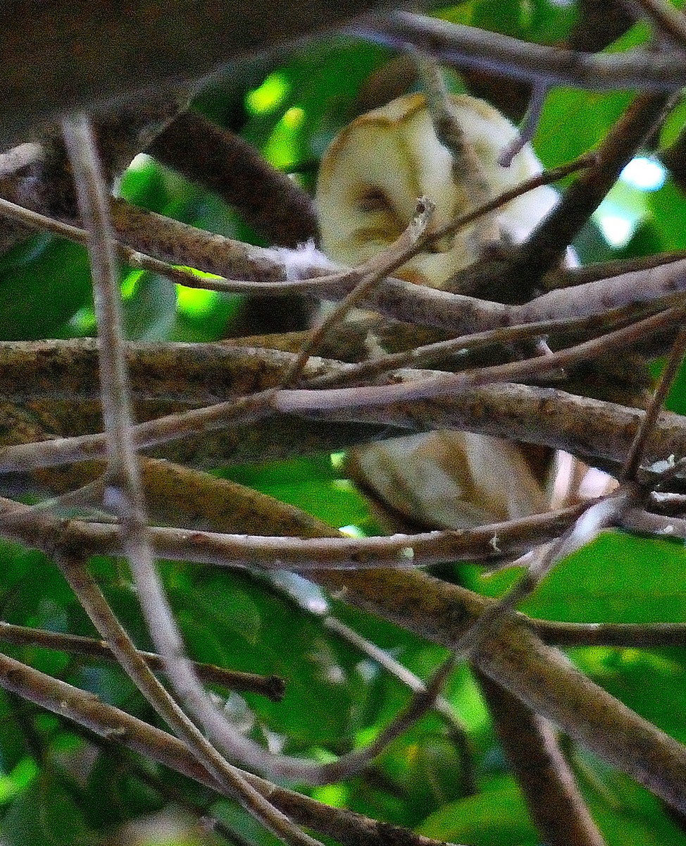 American Barn Owl (White-winged) - ML629491544