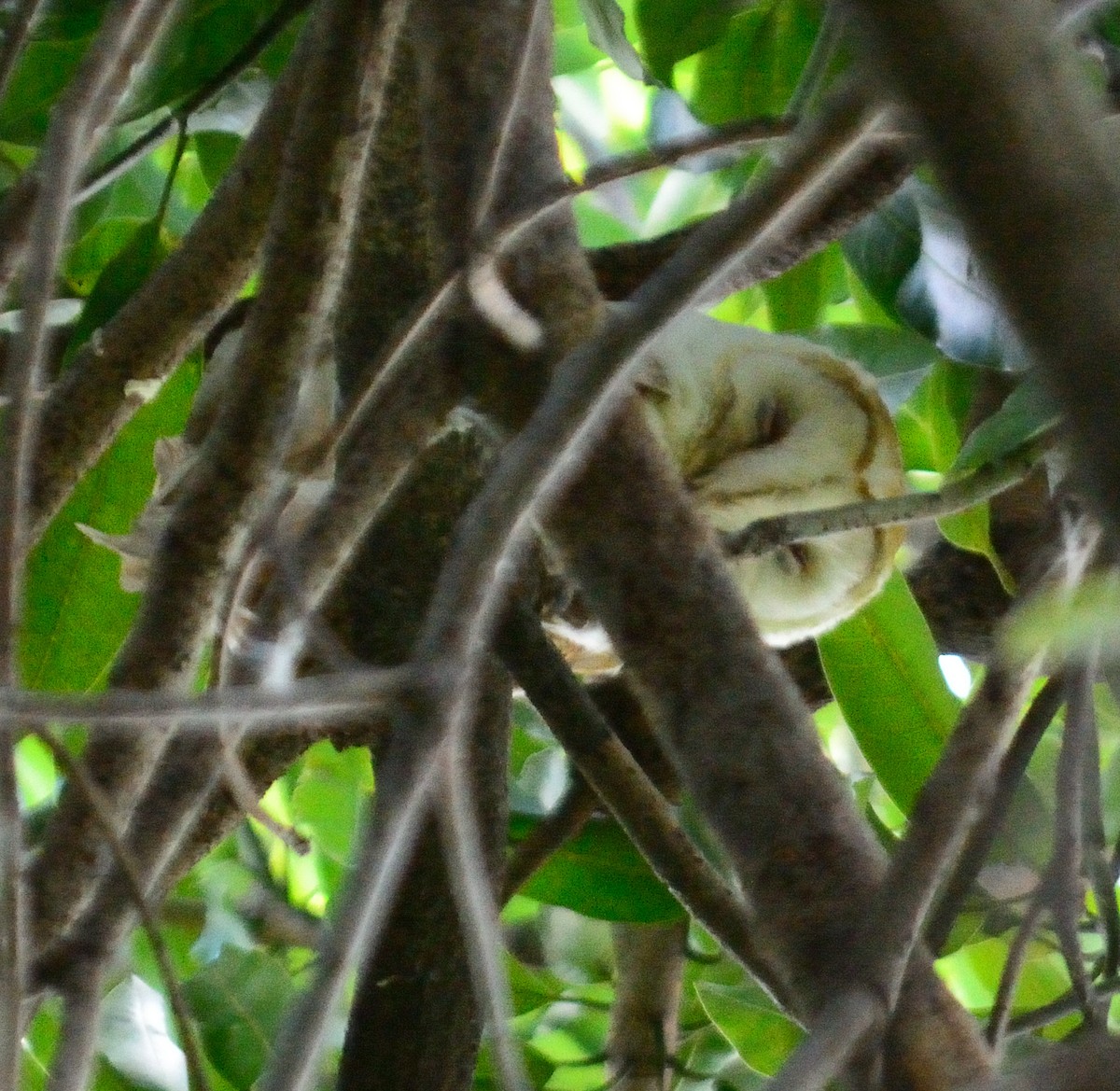 American Barn Owl (White-winged) - ML629491546