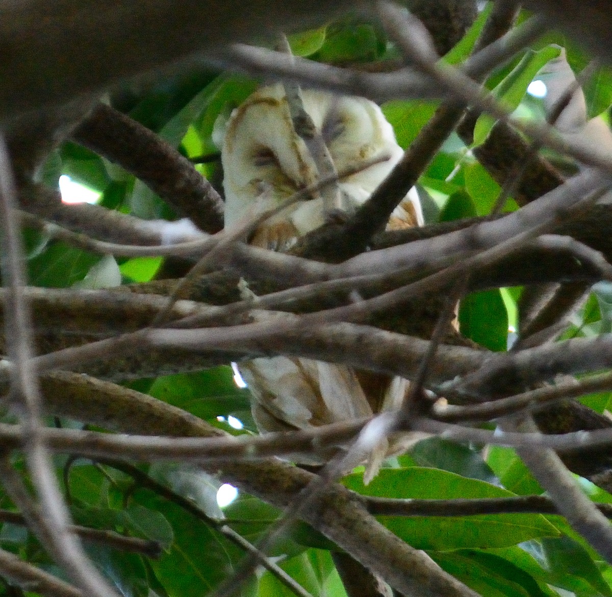 American Barn Owl (White-winged) - ML629491552