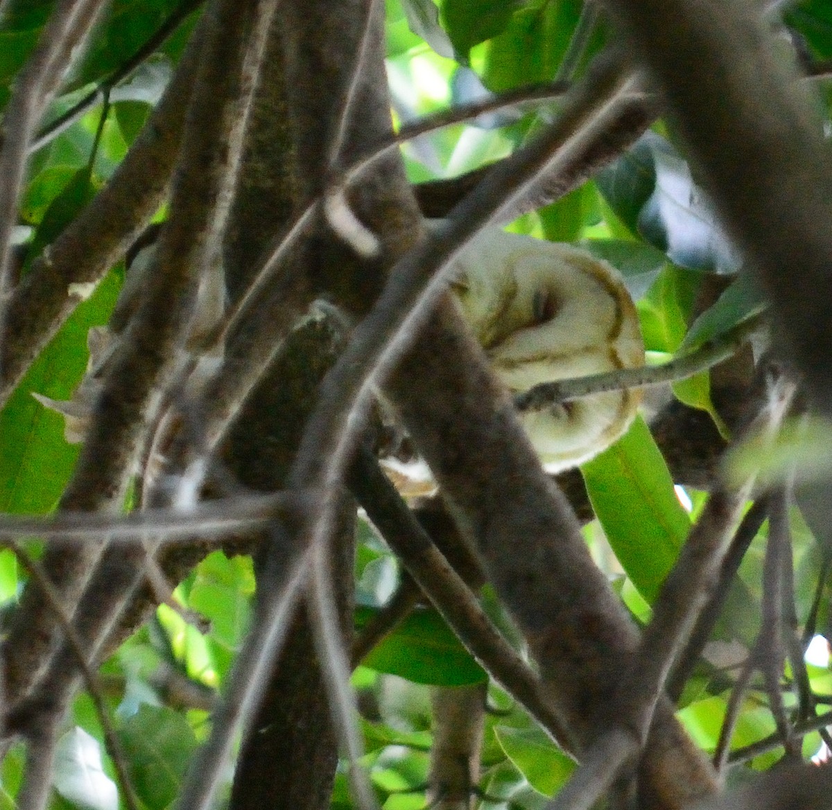 American Barn Owl (White-winged) - ML629491553
