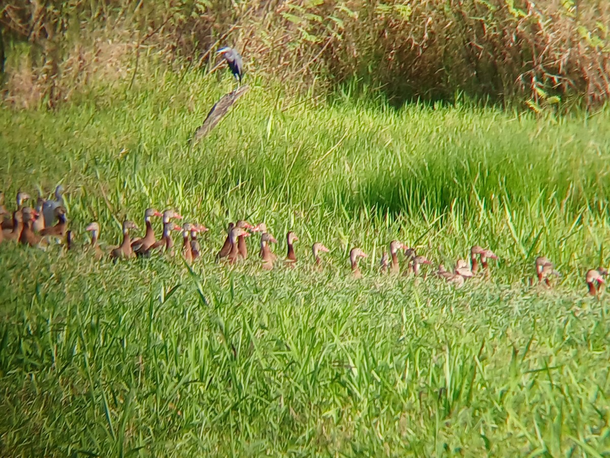 Black-bellied Whistling-Duck - ML629491874