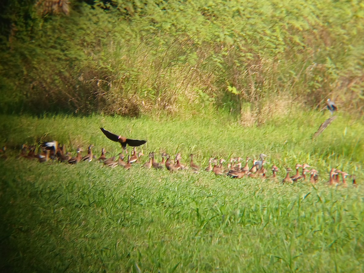 Black-bellied Whistling-Duck - ML629491885