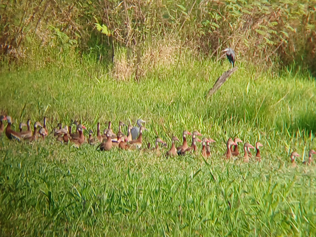 Black-bellied Whistling-Duck - ML629491900