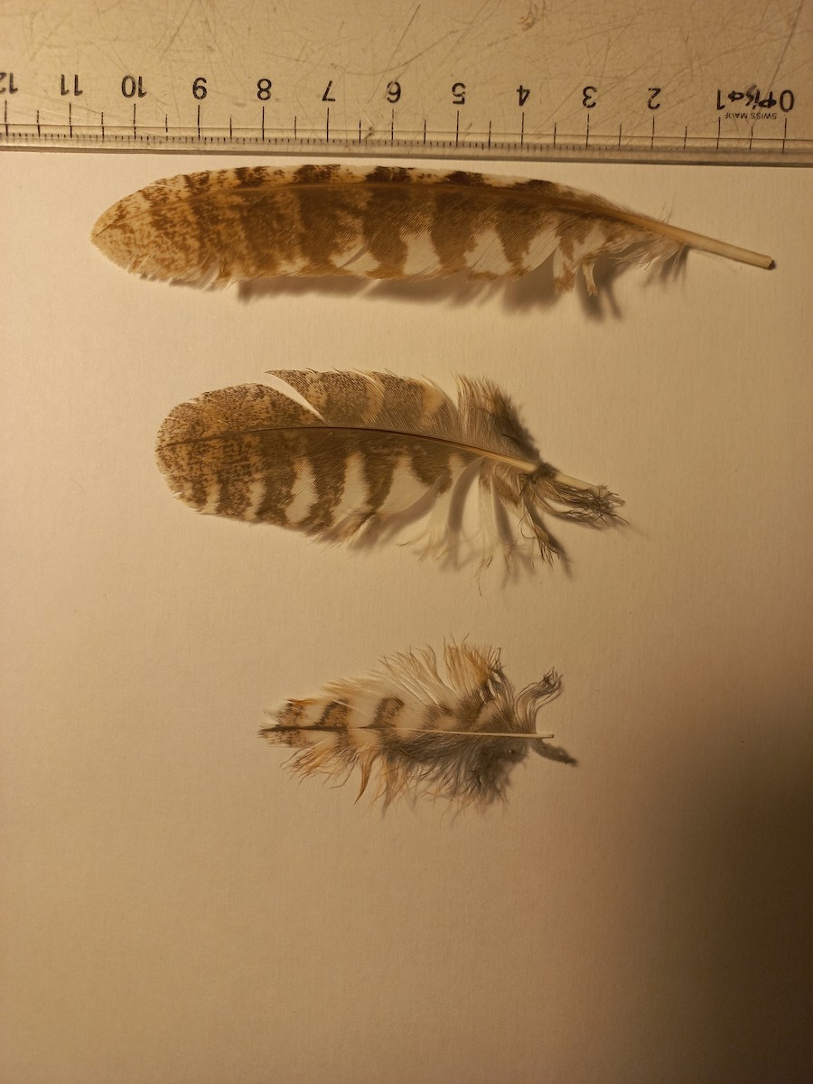 Eurasian Scops-Owl - ML629492091