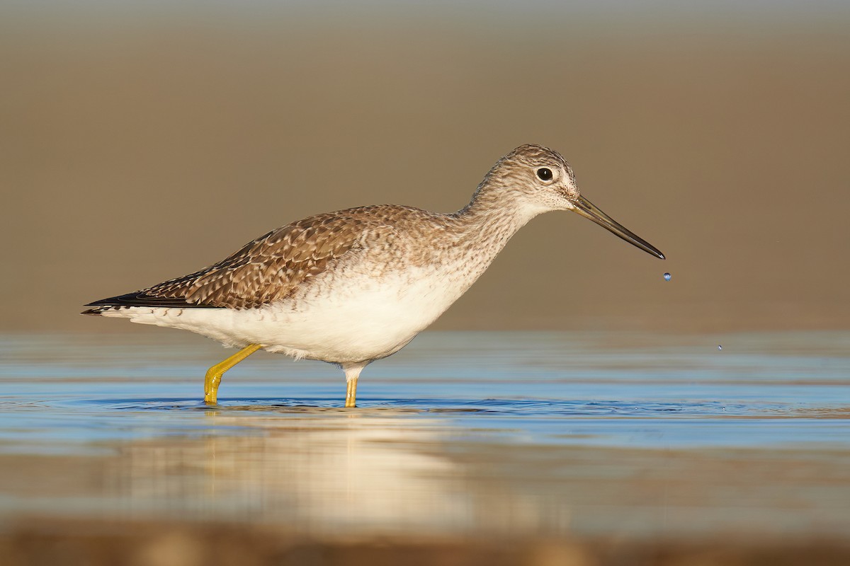 Greater Yellowlegs - ML629492400