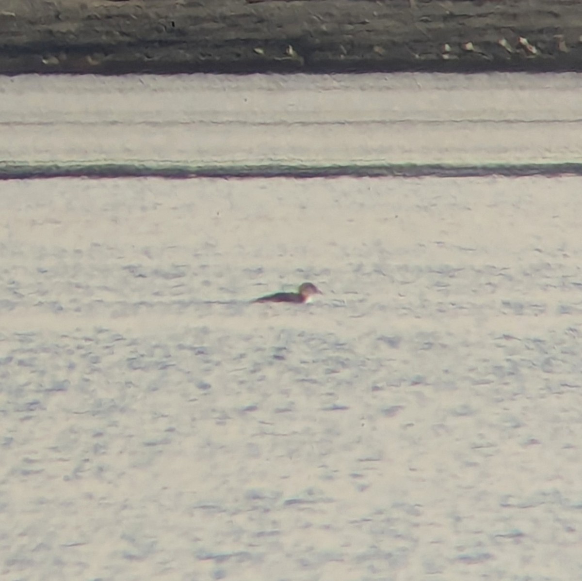 Yellow-billed Loon - ML629492492
