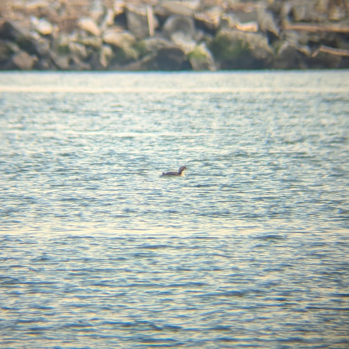 Pacific Loon - ML629492503