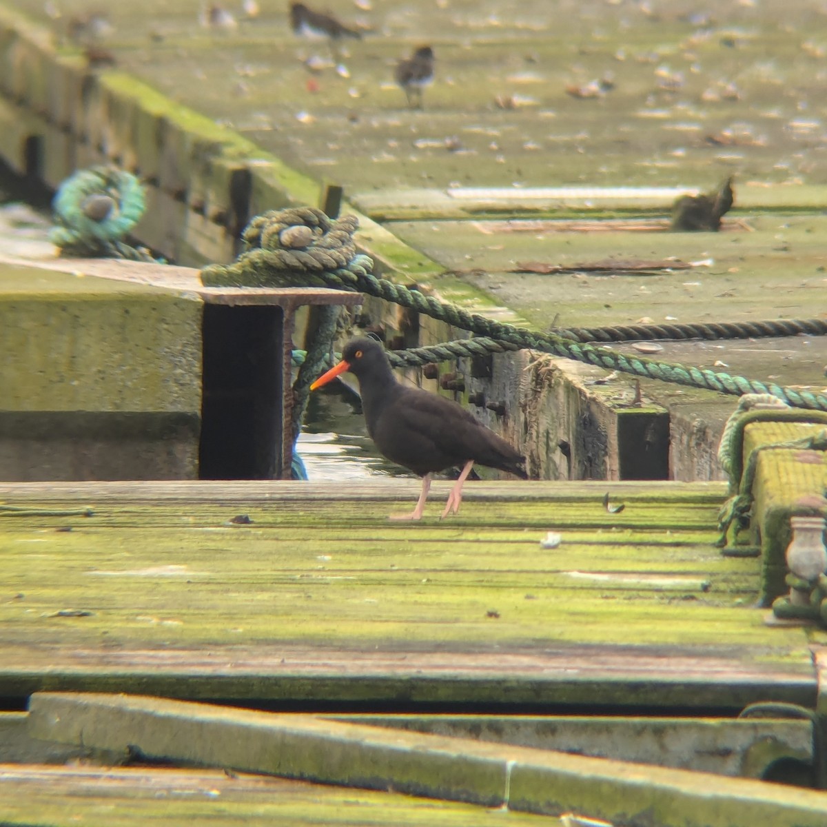Black Oystercatcher - ML629492510