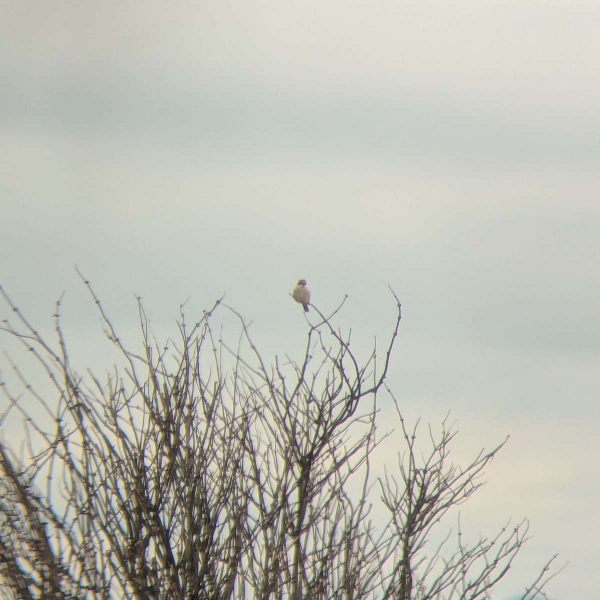 Northern Shrike - ML629492581