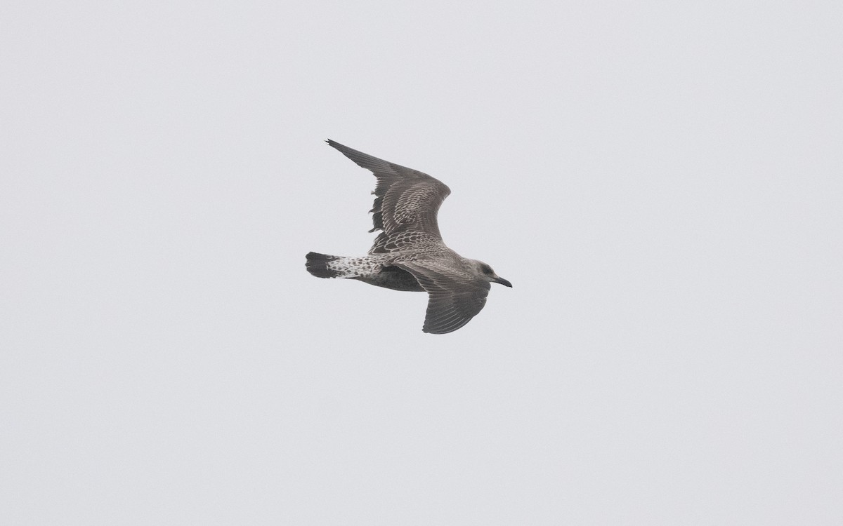 Lesser Black-backed Gull (fuscus) - ML629492699
