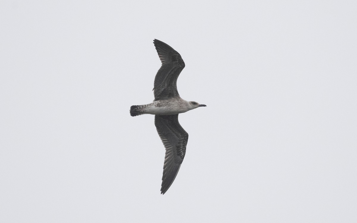 Lesser Black-backed Gull (fuscus) - ML629492700
