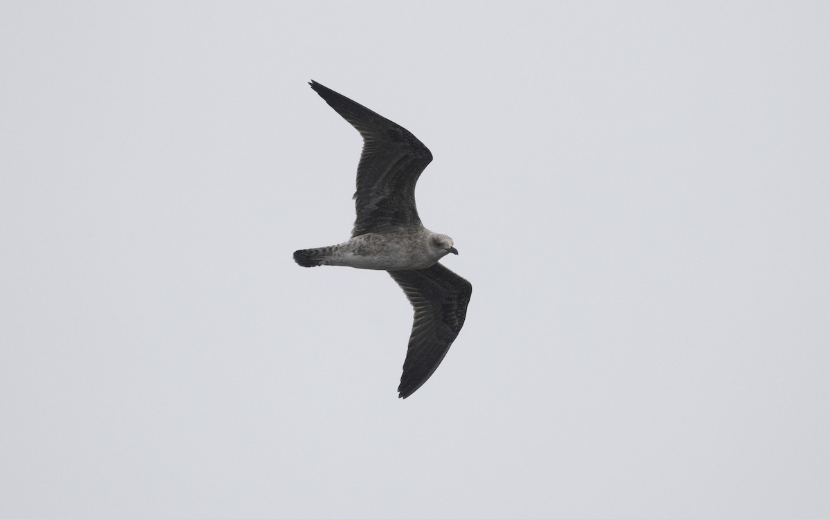Lesser Black-backed Gull (fuscus) - ML629492701