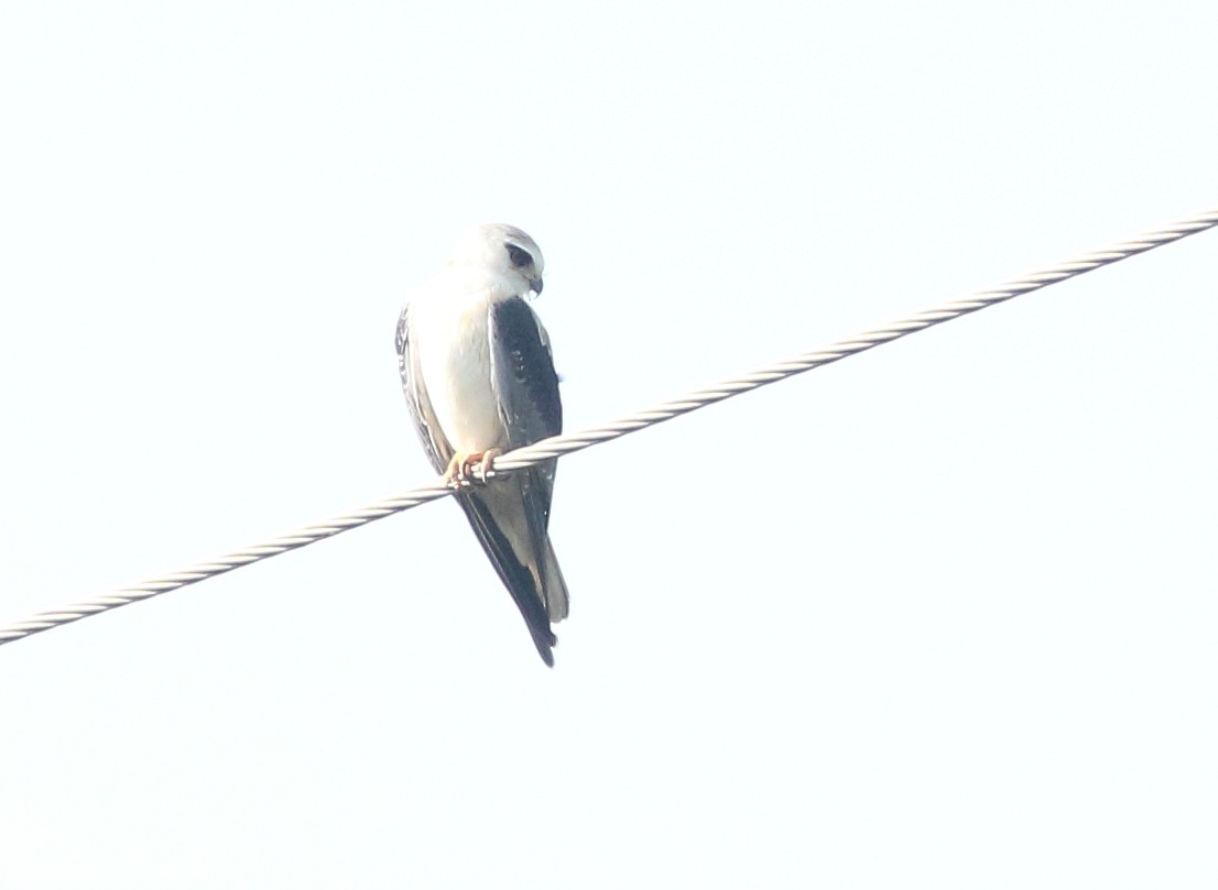 Black-winged Kite - ML629492772