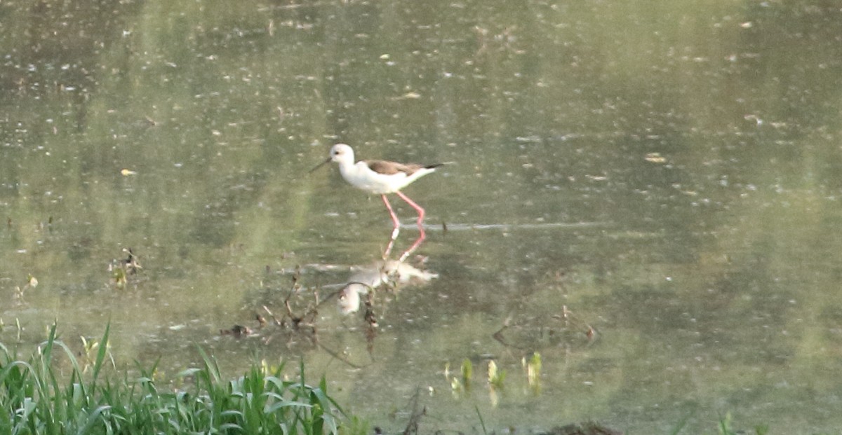 Black-winged Stilt - ML629492793