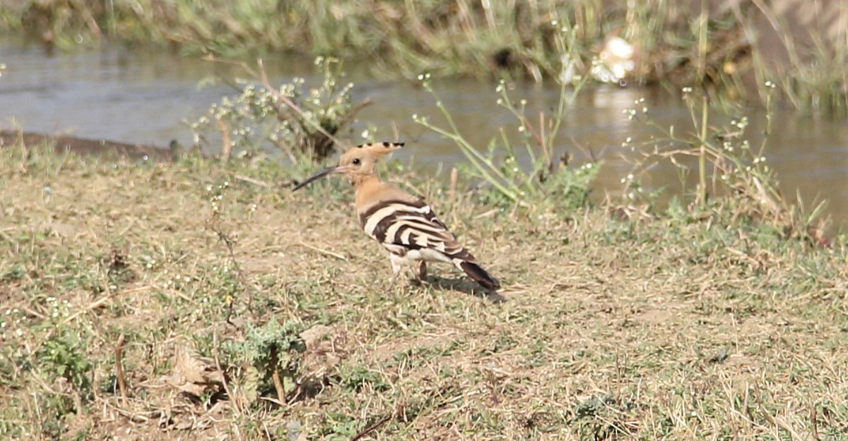 Common Hoopoe - ML629492796