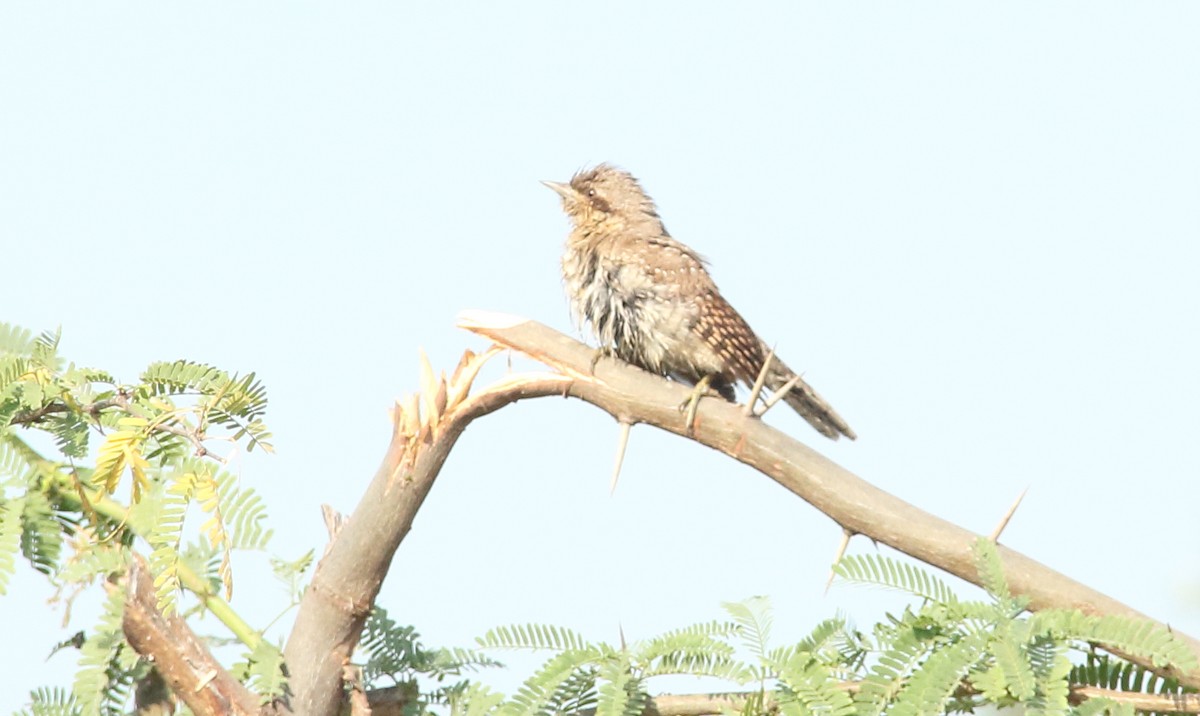 Eurasian Wryneck - ML629492799