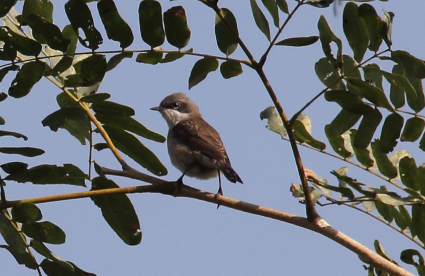 Lesser Whitethroat - ML629492801