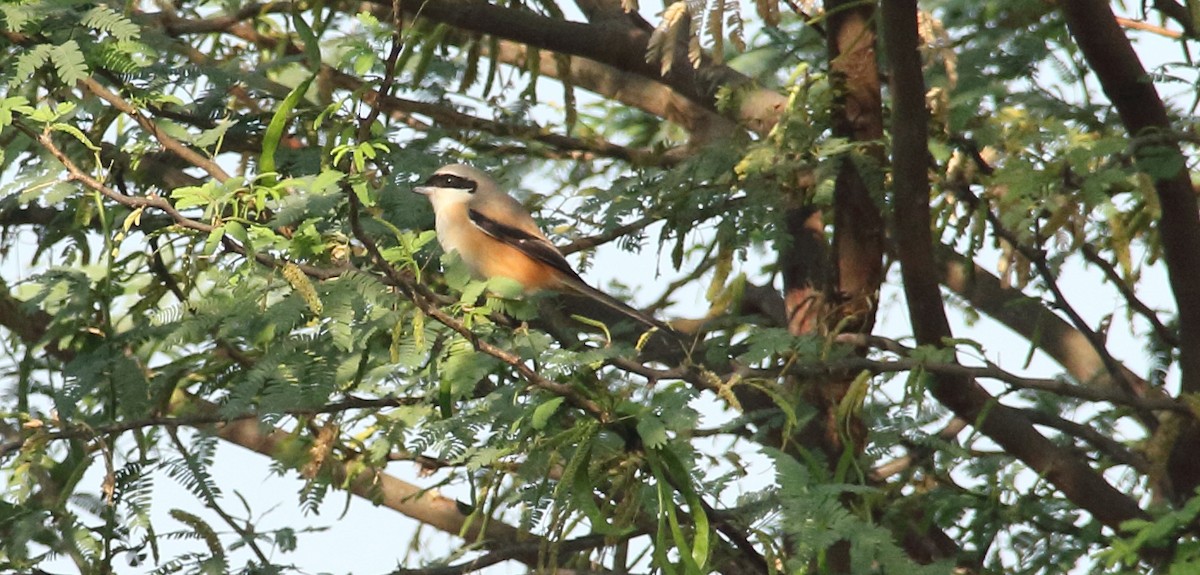 Long-tailed Shrike - ML629492804